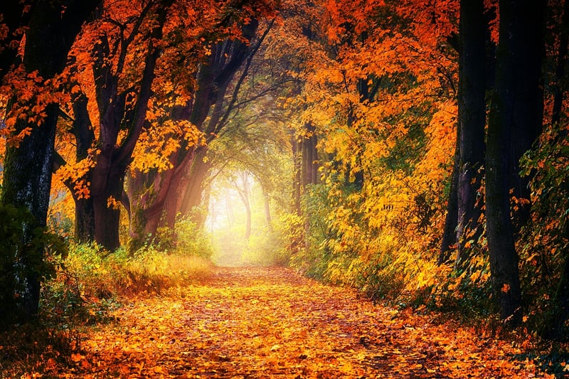 Nature Walk Image
